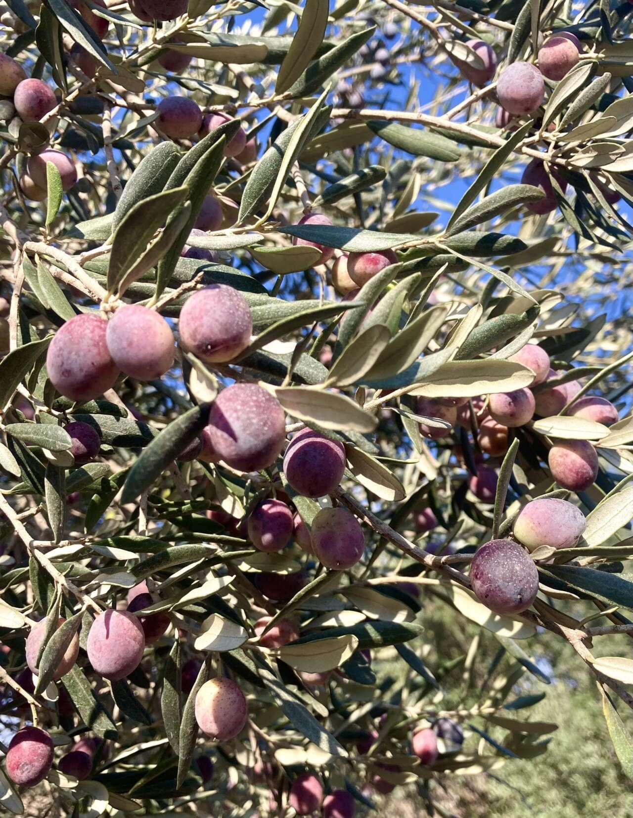 Muğla’da Belediye Zeytinleri 20 Kasım’da İhalede 3